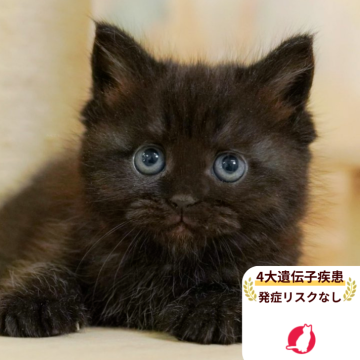 ミヌエット(長足)【千葉県・女の子・2025年6月17日・ブラックスモーク】の写真「4大遺伝子疾患発症リスクなし🌈🐈」