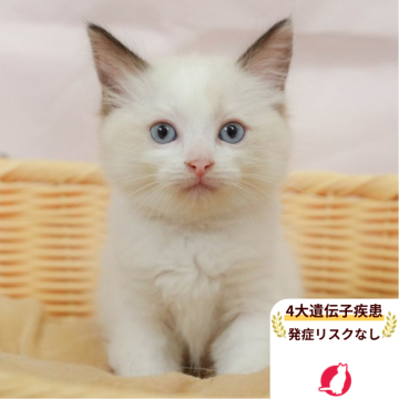 ラグドール【千葉県・女の子・2025年6月6日・シールポイントバイカラー】の写真「4大遺伝子疾患発症リスクなし🌈🐈」