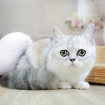 ミヌエット(短足)【千葉県・女の子・2024年12月19日・シルバーパッチドタビー&ホワイト】の写真「相談会開催🌈5月25日🐱✨」