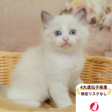 ラグドール【千葉県・男の子・2025年6月6日・ブルーポイントバイカラー】の写真「4大遺伝子疾患発症リスクなし🌈🐈」