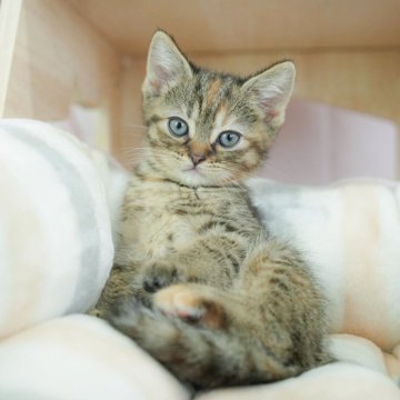マンチカン(長足)【千葉県・女の子・2025年3月21日・ブラウンパッチドタビー】の写真「🌹5月10日11日🌹母の日成約特典あり💐」