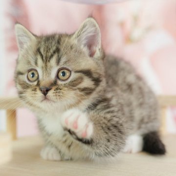 マンチカン(短足)【千葉県・女の子・2024年12月20日・ブラウンタビー&ホワイト】の写真「総額表示！！全て込みの価格です🐱」