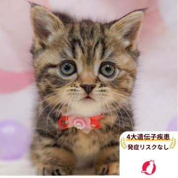 マンチカン(短足)【千葉県・女の子・2025年10月3日・ブラウンパッチドタビー】の写真「獣医師の健康診断済み！4大遺伝子疾患発病リスクなし」