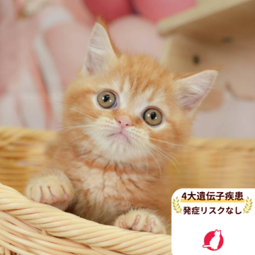 ミヌエット(長足)【千葉県・男の子・2025年7月27日・レッドタビー】の写真「4大遺伝子疾患発症リスクなし🌈🐈」