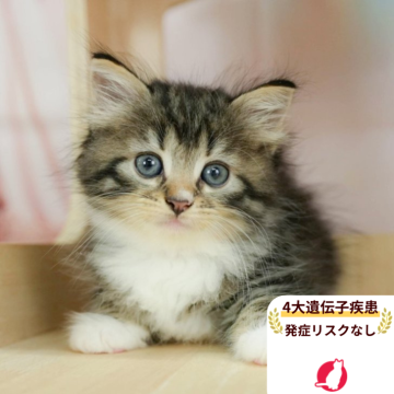 ノルウェージャンフォレストキャット【千葉県・女の子・2025年5月9日・ブラウンタビー&ホワイト】の写真「当日見学申し込みOK🌈🐈」