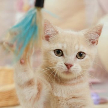 マンチカン(長足)【千葉県・男の子・2025年4月24日・クリーム】の写真「4大遺伝子疾患発症リスクなし🌈🐈」