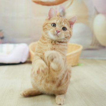 マンチカン(長足)【千葉県・男の子・2024年11月9日・レッドタビー】の写真「総額表示！！全て込みの価格です🐱」