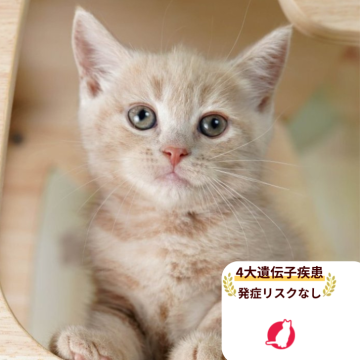 マンチカン(長足)【千葉県・男の子・2025年8月1日・クリームタビー】の写真「当日見学申し込みOK🌈🐈」