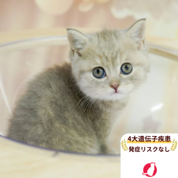 マンチカン(長足)【千葉県・女の子・2025年5月30日・ブルータビー】の写真「当日見学申し込みOK🌈🐈」