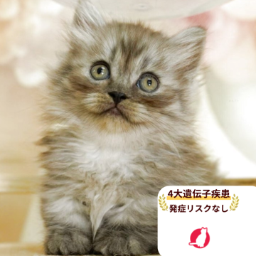 ミヌエット(短足)【千葉県・男の子・2025年6月26日・シルバータビー】の写真「当日見学申し込みOK🌈🐈」