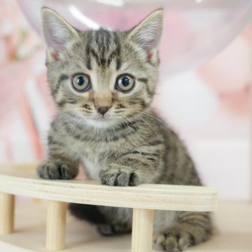 マンチカン(短足)【千葉県・男の子・2025年2月2日・ブラウンタビー】の写真「総額表示！！全て込みの価格です🐱」