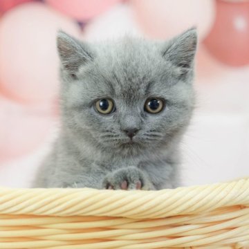 ブリティッシュショートヘア【千葉県・女の子・2025年2月20日・ブルー】の写真「総額表示！！全て込みの価格です🐱」