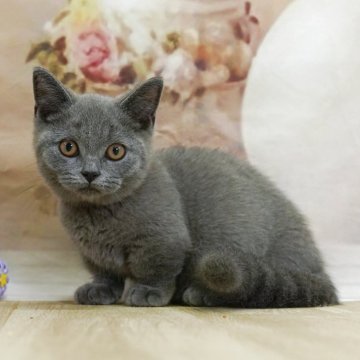 マンチカン(短足)【千葉県・男の子・2025年4月24日・ブルー】の写真「4大遺伝子疾患発症リスクなし🌈🐈」