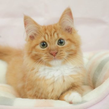 ミヌエット(長足)【千葉県・男の子・2025年3月24日・レッドタビー&ホワイト】の写真「のんびりマイペースさん🐱💤」