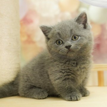 マンチカン(短足)【千葉県・女の子・2025年5月16日・ブルー】の写真「当日見学申し込みOK🌈🐈」