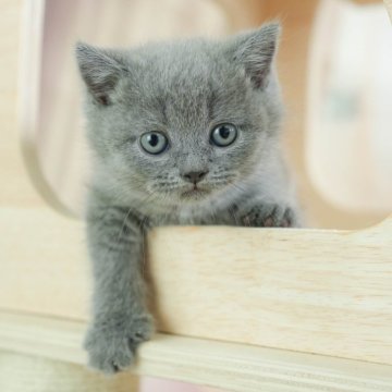 ブリティッシュショートヘア【千葉県・男の子・2025年1月8日・ブルー】の写真「総額表示！！全て込みの価格です🐱」