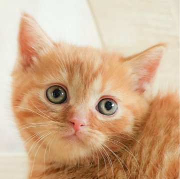 ミヌエット(短足)【千葉県・男の子・2024年12月8日・レッドタビー】の写真「総額表示！！全て込みの価格です🐱」