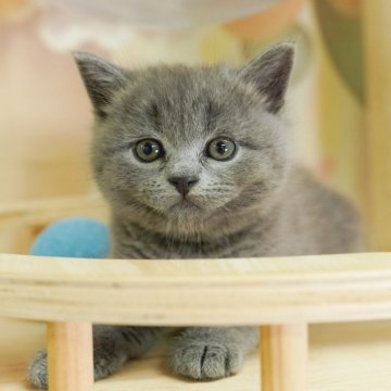 マンチカン(長足)【千葉県・女の子・2025年7月9日・ブルー】の写真「当日見学申し込みOK🌈🐈」