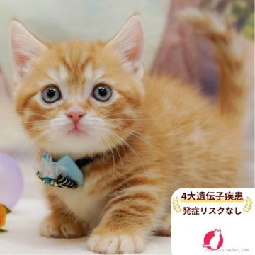 マンチカン(短足)【千葉県・女の子・2025年9月27日・レッドタビー】の写真「獣医師の健康診断済み！4大遺伝子疾患発病リスクなし」