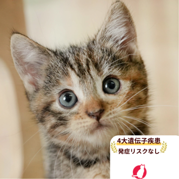 マンチカン(長足)【千葉県・女の子・2025年8月24日・ブラウンパッチドタビー】の写真「遺伝子検査実施済み😸🧬」