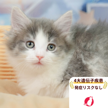 ノルウェージャンフォレストキャット【千葉県・女の子・2026年1月17日・ブルー&ホワイト】の写真「獣医師の健康診断済み！4大遺伝子疾患発病リスクなし」