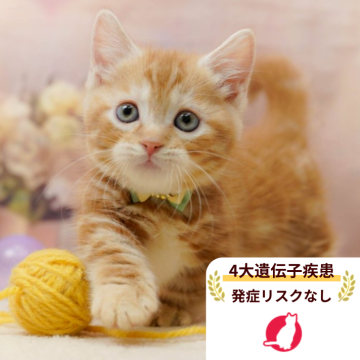 マンチカン(短足)【千葉県・男の子・2025年10月19日・レッドタビー】の写真「獣医師の健康診断済み！4大遺伝子疾患発病リスクなし」