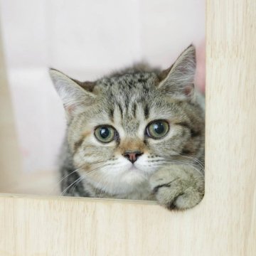 ミヌエット(長足)【千葉県・女の子・2024年12月19日・ブラウンタビー】の写真「相談会開催🌈5月25日🐱✨」