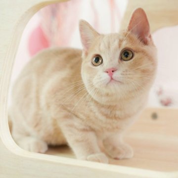 マンチカン(長足)【千葉県・男の子・2024年11月9日・クリームタビー】の写真「総額表示！！全て込みの価格です🐱」