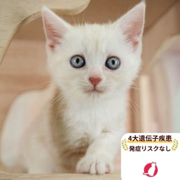 マンチカン(長足)【千葉県・男の子・2025年8月20日・クリームダビー】の写真「当日見学申し込みOK🌈🐈」