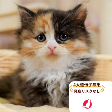 ミヌエット(長足)【千葉県・女の子・2025年7月23日・キャリコ】の写真「4大遺伝子疾患発症リスクなし🌈🐈」