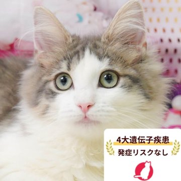 ノルウェージャンフォレストキャット【千葉県・男の子・2025年11月26日・ブルー&ホワイト】の写真「獣医師の健康診断済み！4大遺伝子疾患発病リスクなし」
