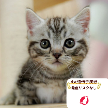 マンチカン(短足)【千葉県・男の子・2025年6月28日・ブラウンタビー】の写真「当日見学申し込みOK🌈🐈」
