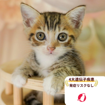 マンチカン(長足)【千葉県・男の子・2025年7月31日・ブラウンタビー&ホワイト】の写真「遺伝子検査実施済み😸🧬」