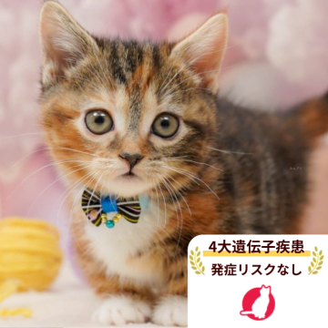 マンチカン(短足)【千葉県・女の子・2025年10月19日・ブラウンパッチドタビー&ホワイト】の写真「獣医師の健康診断済み！4大遺伝子疾患発病リスクなし」