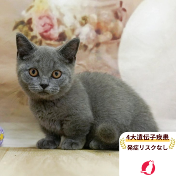 マンチカン(短足)【千葉県・男の子・2025年4月24日・ブルー】の写真「4大遺伝子疾患発症リスクなし🌈🐈」