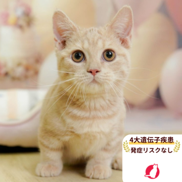 マンチカン(短足)【千葉県・男の子・2025年4月6日・クリームタビー】の写真「当日見学申し込みOK🌈🐈」