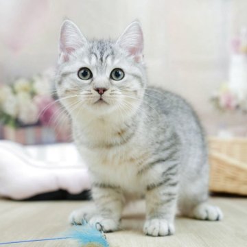 ミヌエット(長足)【千葉県・男の子・2025年2月4日・シルバータビー】の写真「相談会開催🌈5月25日🐱✨」