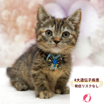 マンチカン(短足)【千葉県・女の子・2025年8月24日・ブラウンパッチドタビー】の写真「獣医師の健康診断済み！4大遺伝子疾患発病リスクなし」