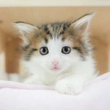 ノルウェージャンフォレストキャット【千葉県・女の子・2025年2月18日・ブラウンタビー&ホワイト】の写真「総額表示！！全て込みの価格です🐱」