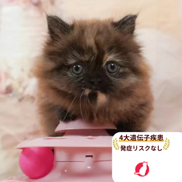 ミヌエット(短足)【千葉県・女の子・2025年7月29日・トーティ】の写真「当日見学申し込みOK🌈🐈」