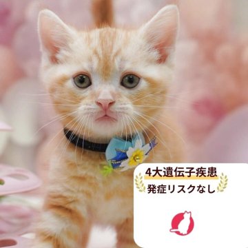 アメリカンショートヘア【千葉県・男の子・2025年10月8日・レッドタビー】の写真「獣医師の健康診断済み！4大遺伝子疾患発病リスクなし」