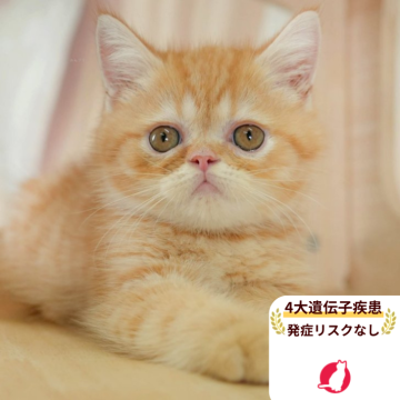 ミヌエット(長足)【千葉県・男の子・2025年7月27日・レッドタビー】の写真「当日見学申し込みOK🌈🐈」