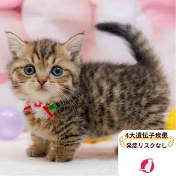 マンチカン(短足)【千葉県・女の子・2025年10月3日・ブラウンタビー】の写真「獣医師の健康診断済み！4大遺伝子疾患発病リスクなし」