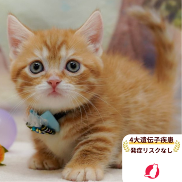 マンチカン(短足)【千葉県・女の子・2025年9月27日・レッドタビー】の写真「獣医師の健康診断済み！4大遺伝子疾患発病リスクなし」