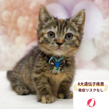 マンチカン(短足)【千葉県・女の子・2025年8月24日・ブラウンパッチドタビー】の写真「獣医師の健康診断済み！4大遺伝子疾患発病リスクなし」