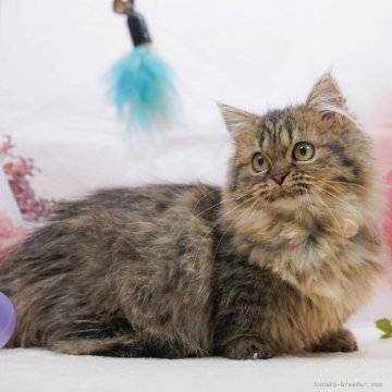 ミヌエット(短足)【千葉県・女の子・2025年6月20日・ブラウンタビー】の写真「4大遺伝子検査実施済み🌈🐈」