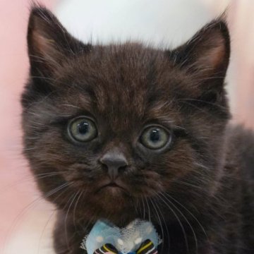 マンチカン(長足)【千葉県・男の子・2025年10月3日・ブラックスモーク】の写真「獣医師の健康診断済み！4大遺伝子疾患発病リスクなし」