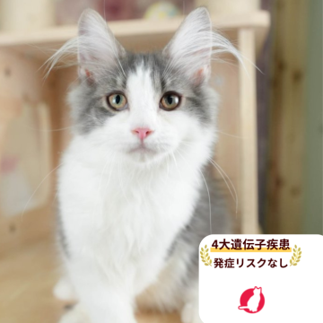 ノルウェージャンフォレストキャット【千葉県・男の子・2025年6月20日・ブルー&ホワイト】の写真「4大遺伝子検査実施🌈🐈」