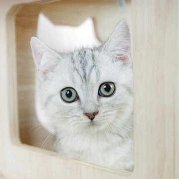 ミヌエット(短足)【千葉県・男の子・2025年2月4日・シルバータビー】の写真「相談会開催🌈5月25日🐱✨」