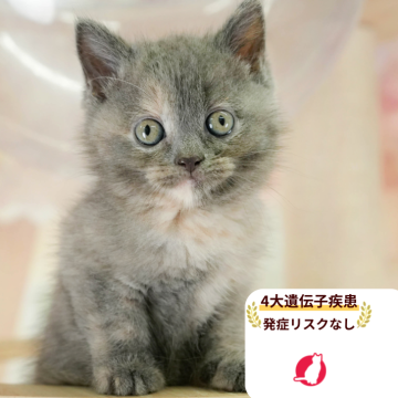 マンチカン(長足)【千葉県・女の子・2025年8月24日・ブルークリーム】の写真「当日見学申し込みOK🌈🐈」